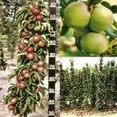 Яблоня колонновидная Икша (в коробке) (ПОИСК)