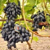 Виноград плодовый Велика (ПОИСК)