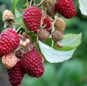 Малина Сказка (ПОИСК)