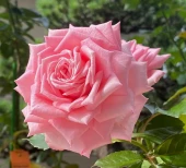 Роза Веддинг Беллс чайно-гибридная (Барнаул)