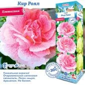 Роза Кир Роял плетистая (Сиб сад)