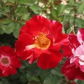 Роза Крейзи фо ю Канадская (плетистая) (Садовита)