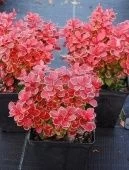 Барбарис Тунберга Рэд Хот Чили P9 туб. (КолорЛайн)