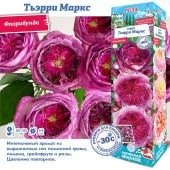 Роза Тьэрри Маркс флорибунда (Сиб сад)