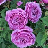 Роза Тельма флорибунда (Золотая сотка Алтая)