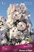 Флокс Мазер ов Перл метельчатый (ПОИСК)