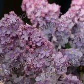 Сирень обыкновенная Вечерняя Москва (ПОИСК)