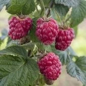 Малина ремонтантная Изобильная  (ПОИСК)