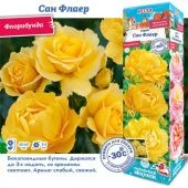 Роза Сан Флаер флорибунда (Сиб сад)