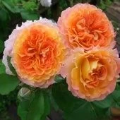 Роза Джеф ЛАртист шраб (Золотая сотка Алтая)