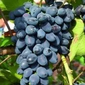 Виноград плодовый Надежда АЗОС  (ПОИСК)