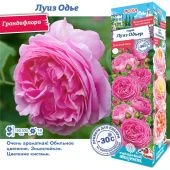 Роза Луиз Одье грандифлора (Сиб сад)