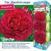 Роза Джеймс парк флорибунда (Сиб сад)