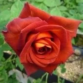 Роза Кофе Брейк чайно-гибридная (Золотая сотка Алтая)