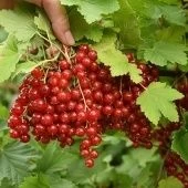 Смородина красная Татьяна (ПОИСК)