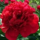 Пион Адольф Руссо травянистый (ПОИСК)