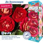 Роза Ди Зехенсверт флорибунда (Сиб сад)