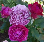 Роза Вайлд Блю Вандер грандифлора (Золотая сотка Алтая)