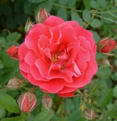 Роза Джордж Ванкувер парковая (Татарстан Розариум)