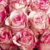 Роза Барракуда чайно-гибридная (Золотая сотка Алтая)