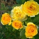 Роза Еллоу Беби спрей (Золотая сотка Алтая)