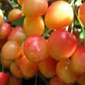 Черешня Заря Жукова  (в коробке) (ПОИСК)