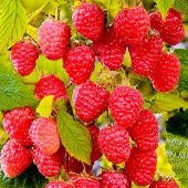 Малина ремонтантная Августовское Чудо (ПОИСК)