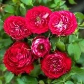 Роза Гранатовый Браслет спрей (Золотая сотка Алтая)