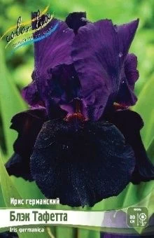 Iris germanica Black Tafetta