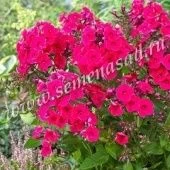 Флокс Ред Райдинг Худ метельчатый (ПОИСК)