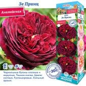Роза Зе Принц английская (Сиб сад)