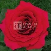 Роза Преферанс чайно-гибридная (Барнаул)