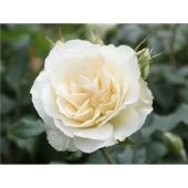 Роза Эдельвейс флорибунда (Сербия Империя роз)