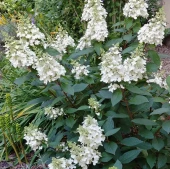 Гортензия метельчатая Левана (ПОИСК)