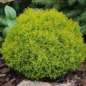 Туя западная Анниек P9 15-20 (КолорЛайн)