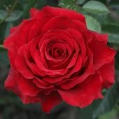 Роза Гладиатор Чайно-гибридная (Садовита)