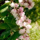 Дейция шершавая Кандидиссима (ПОИСК)