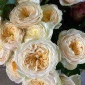 Роза Дарлингтон чайно-гибридная (Золотая сотка Алтая)