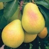 Груша Чижовская (в коробке) (ПОИСК)