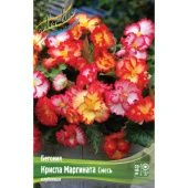 Бегония Криспа маргината Смесь 2шт (КолорЛайн)
