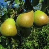 Груша Мраморная (в коробке) (ПОИСК)