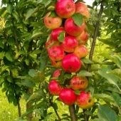 Яблоня колонновидная Арбат (в коробке) (ПОИСК)