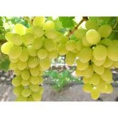 Виноград плодовый Дарья (ПОИСК)