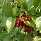 Кизил обыкновенный (ПОИСК)