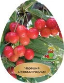 Черешня Брянская розовая (в коробке) (ПОИСК)
