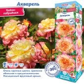 Роза Акварель чайно-гибридная (Сиб сад)