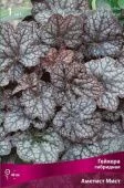 Гейхера (Хеухера) гибридная Аметист Мист (ПОИСК)