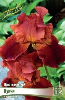 Iris germanica Queeche