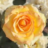 Роза Сальвадор Чайно-гибридная (Садовита)