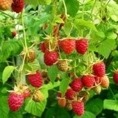 Малина Новость Кузьмина (ПОИСК)